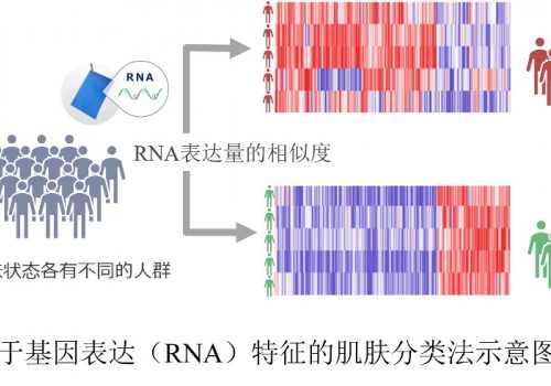 花王确立以皮脂RNA为依据的肌肤分类法