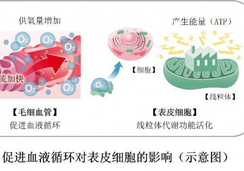 花王揭示了人体皮肤中血液循环促进表皮细胞代谢活性的机制 毛细血管扩张促进运氧量，使线粒体代谢功能更为活跃